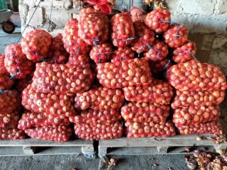 Vendo cebollas al por mayor, cosecha 2023, producto rumano,