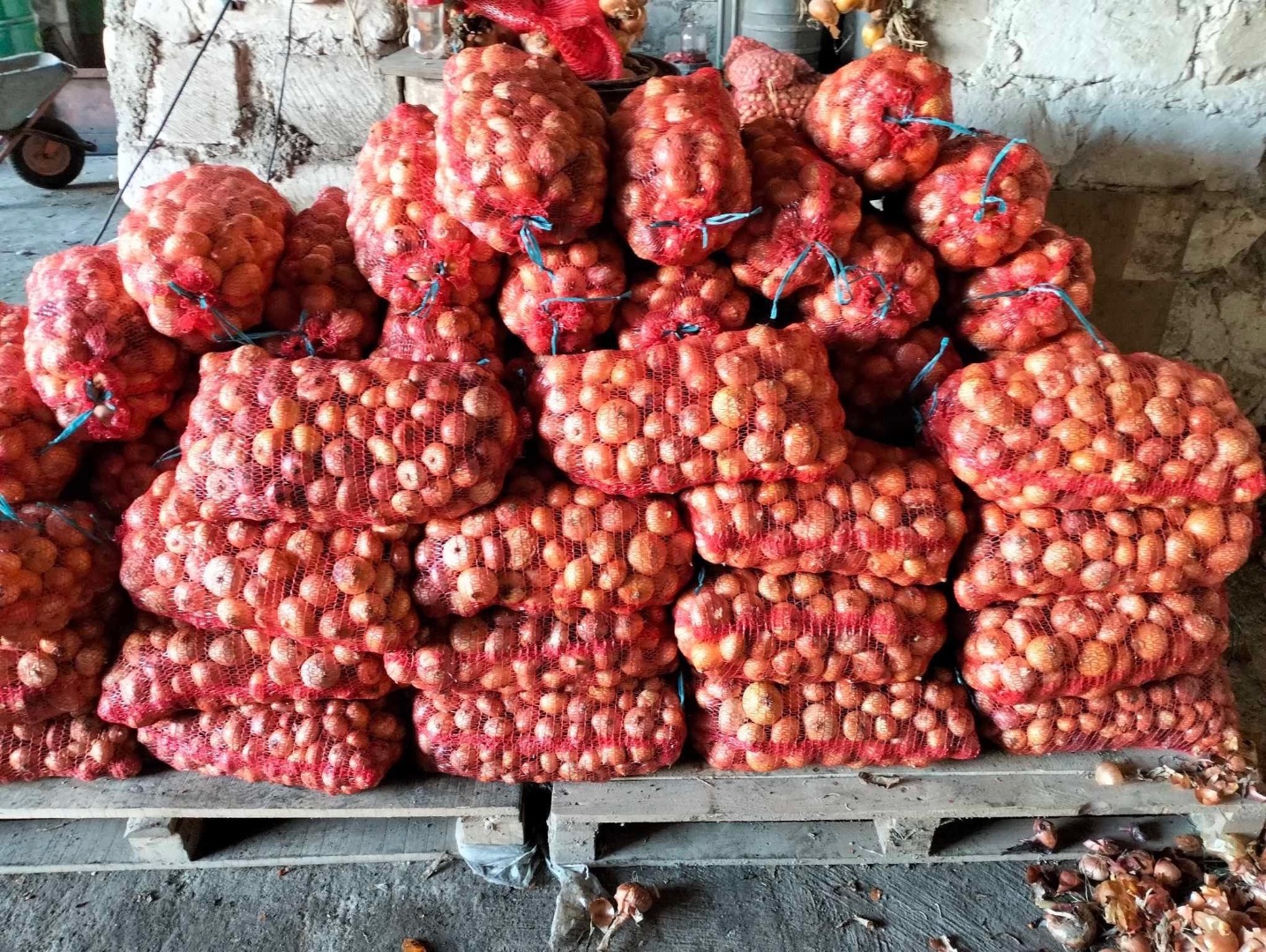 Vendo cebollas al por mayor, cosecha 2023, producto rumano, tengo 5-6 t