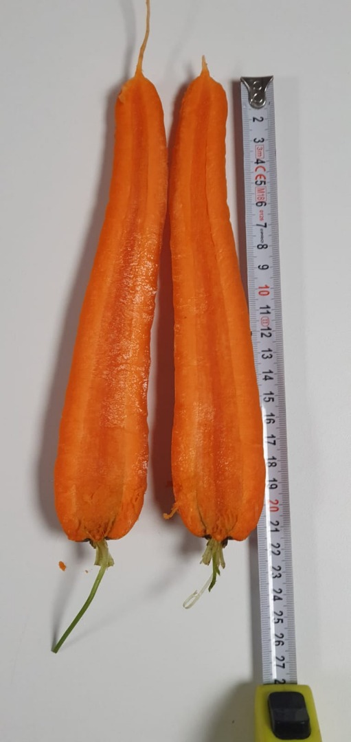 Zanahorias de las variedades Noruega y Nacton