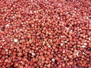 Venderé fresas silvestres congeladas de alta calidad Cantidad 4