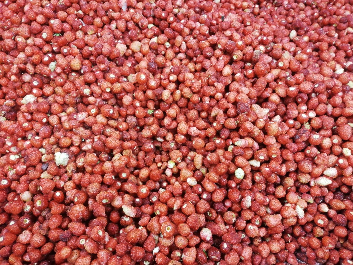 Venderé fresas silvestres congeladas de alta calidad Cantidad 4 toneladas Producto polaco Precio negociable Teléfono[teléfono]