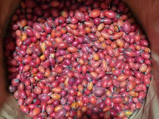 Compramos escaramujos secos y congelados al por mayor. Bolsa