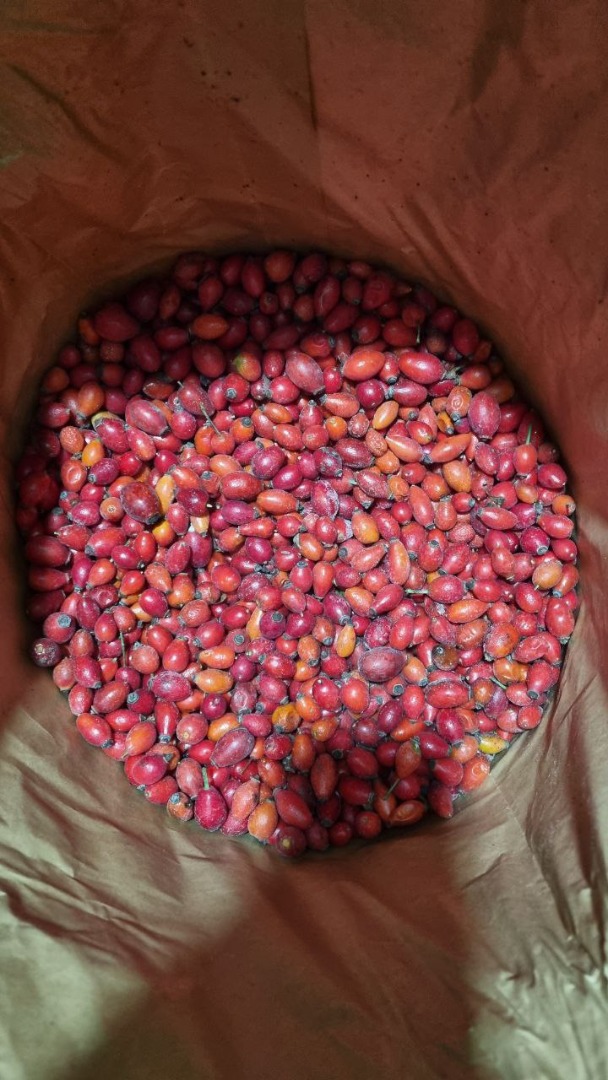Compramos escaramujos secos y congelados al por mayor