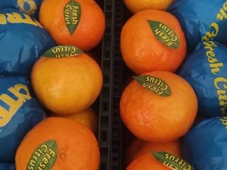 Venderé mandarinas al por mayor.