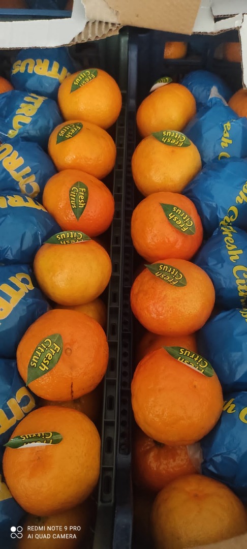 Venderé mandarinas al por mayor