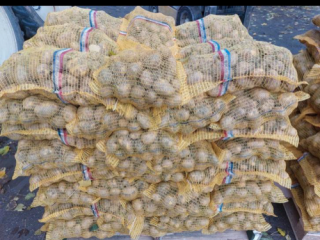 Bildstar propio. Perla frisia. Embalado en redes de 20kg.