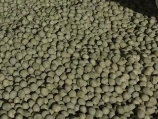 Vendemos guisantes madrás (big bags), lote 2023, 100 toneladas