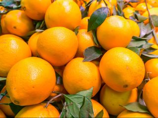 Me complace informarles que las naranjas Navel frescas están