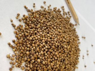 Semillas enteras de cilantro Origen: Bulgaria Pureza: min. 99,00%