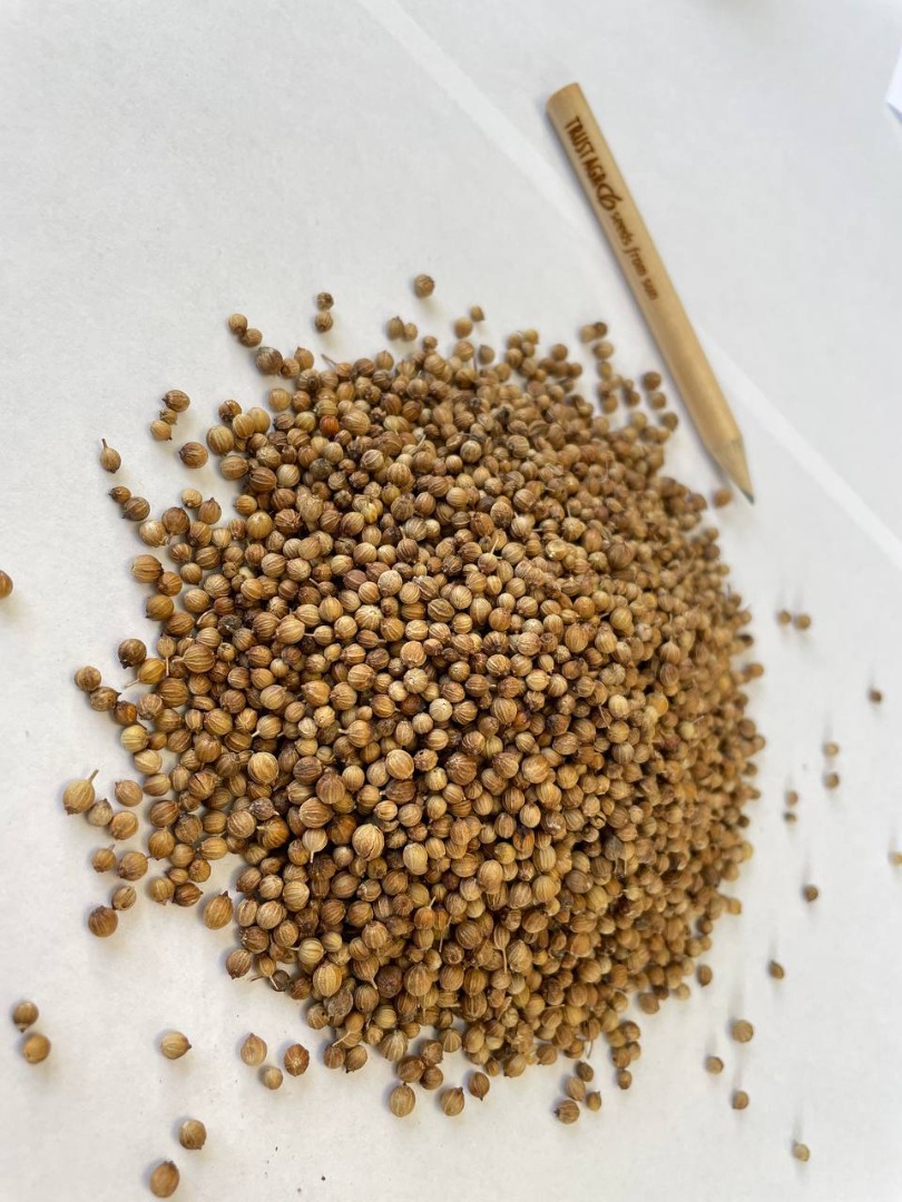 Semillas enteras de cilantro Origen: Bulgaria Pureza: min