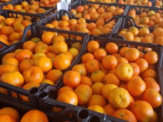 Mandarynka Import Albania: Calibre 1/2/3/4 confeccionado +/- 10 kg