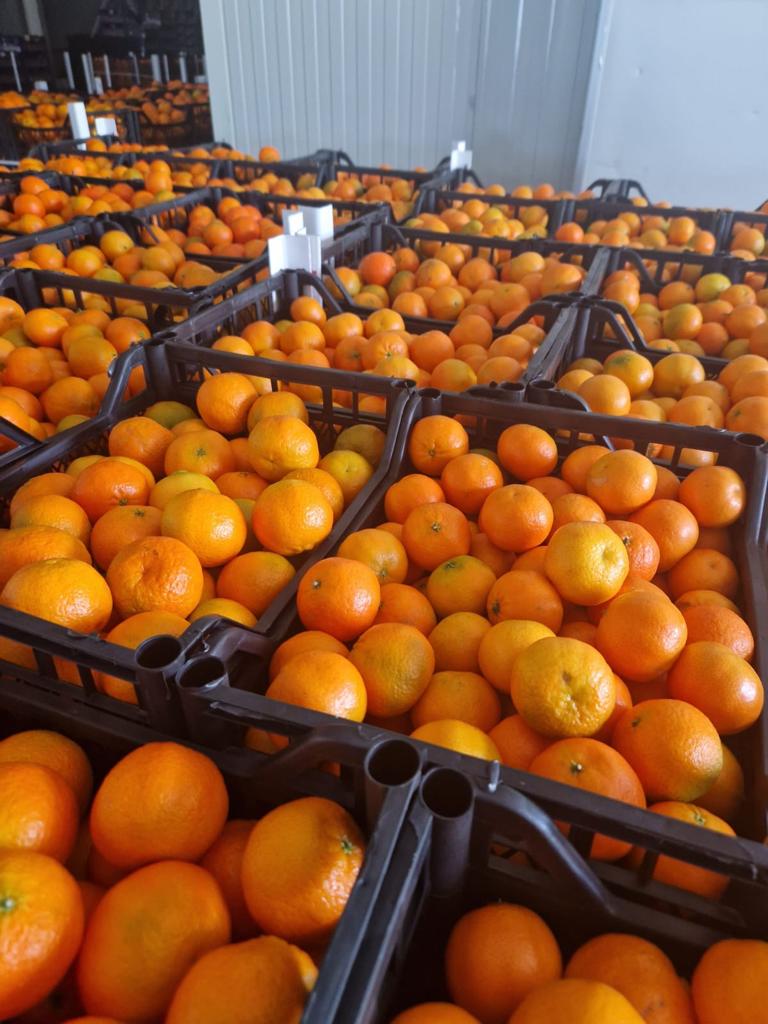 Mandarynka Import Albania: Calibre 1/2/3/4 confeccionado +/- 10 kg netos embalaje: caja de plástico Clementynka + variedad nova venta en camión completo tel:
