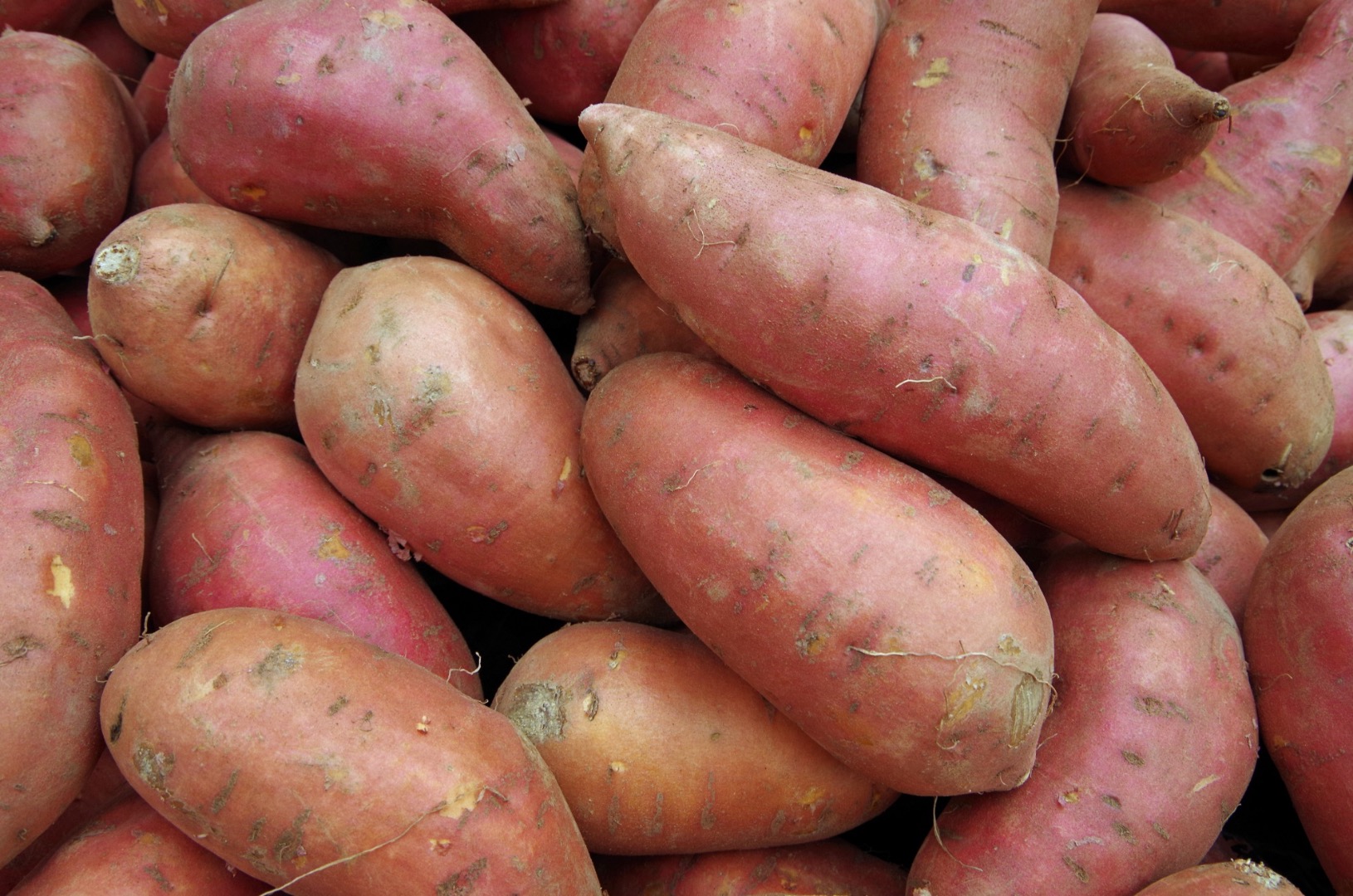 Venderé batatas al por mayor