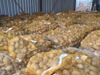 PATATAS-GRANDES CANTIDADES. CALIBRE A CONVENIR. CADA EMBALAJE. VENTAS TAMBIÉN