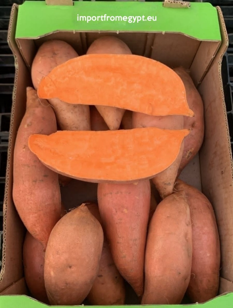 Obtención directa de batatas de alta calidad de granjas egipcias
