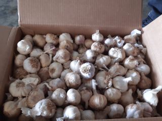 Vendo 150 toneladas de ajo español para el mercado