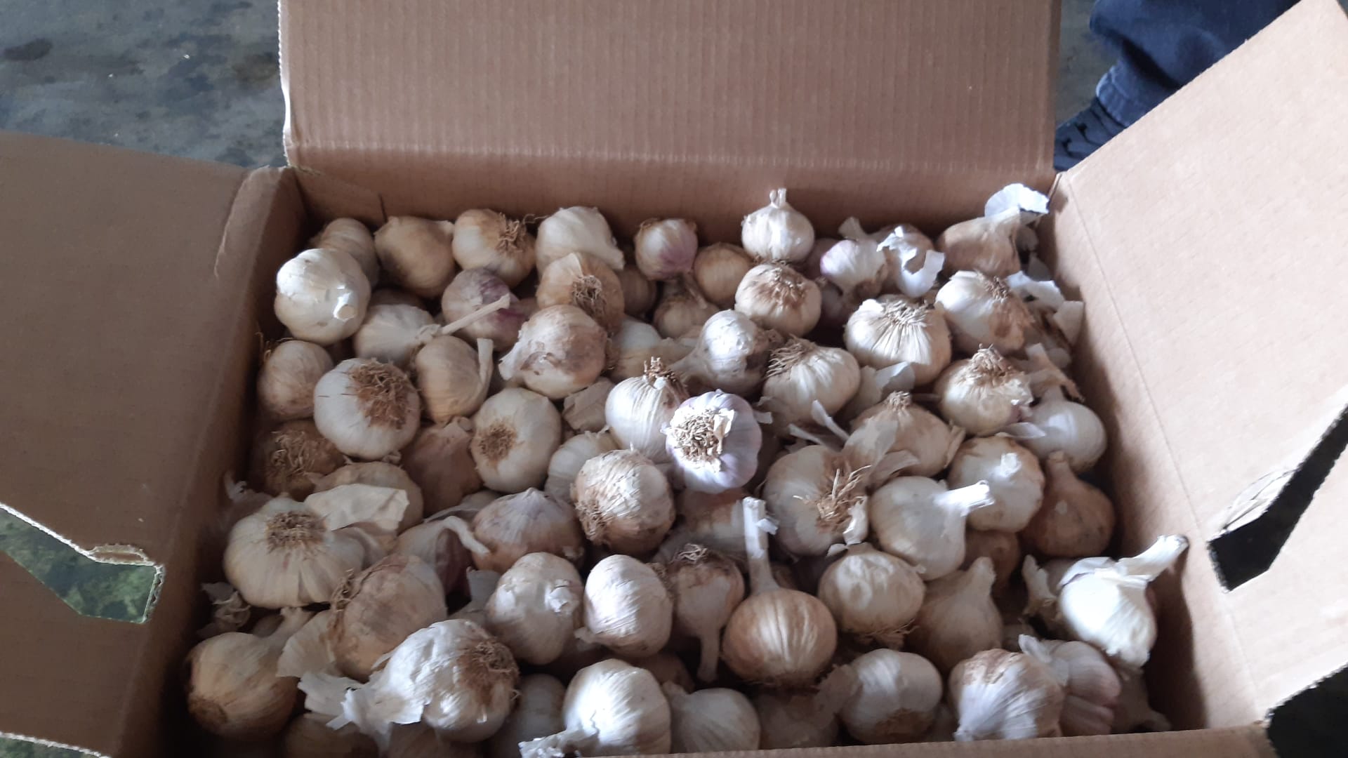 Vendo 150 toneladas de ajo español para el mercado y la industria, 100 toneladas ya han sido traídas a Rumanía, 50 toneladas se pueden cargar directamente