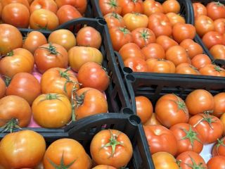 Vendemos tomates de Egipto de la más alta calidad,