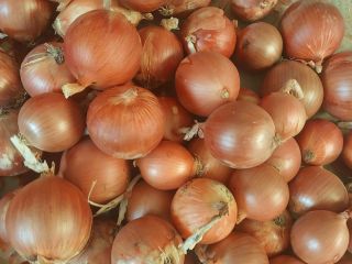 Cebolla amarilla de Uzbekistán Cebolla amarilla, roja, blanca Bolsa