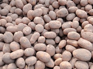 Vendo patatas comestibles de las variedades Jelly y Vineta,