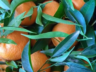 DIRECTO DEL PRODUCTOR Clementinas naturales Grecia, calidad 1 Somos