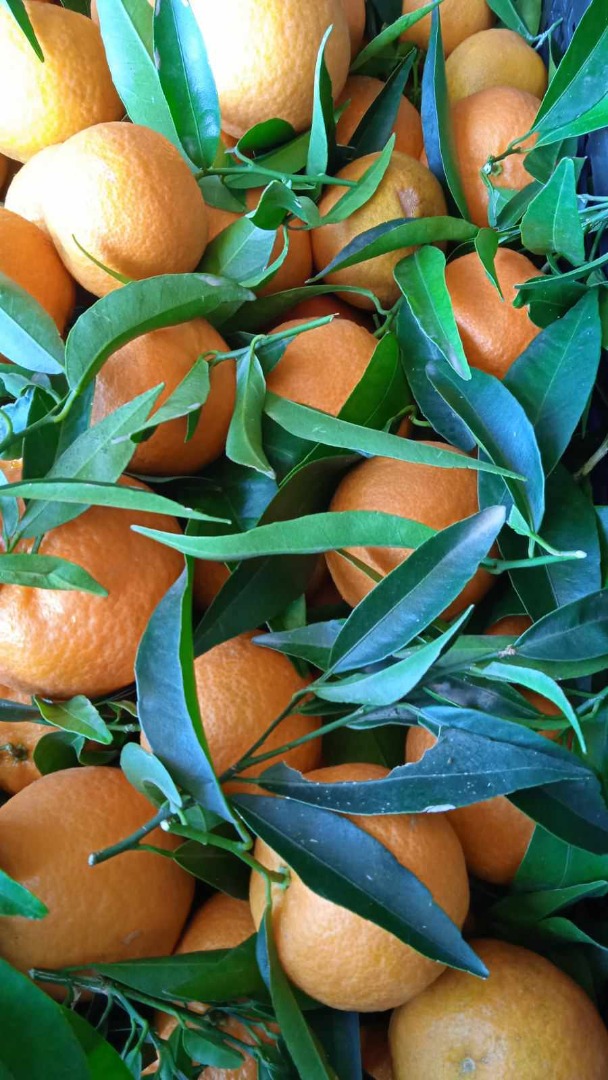DIRECTO DEL PRODUCTOR Clementinas naturales Grecia, calidad 1 Somos socios fiables