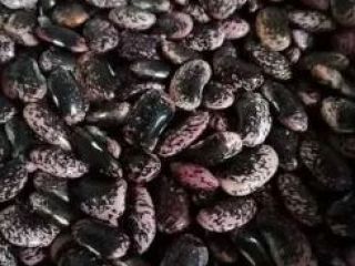 Venderé hermosos frijoles Jaś tyk - coloridos - 2000