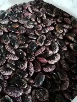 Venderé hermosos frijoles Jaś tyk - coloridos - 2000 kg Precio negociable