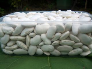 Judías blancas grandes, 70-80 piezas/kg, producción ecológica, embalaje: saco