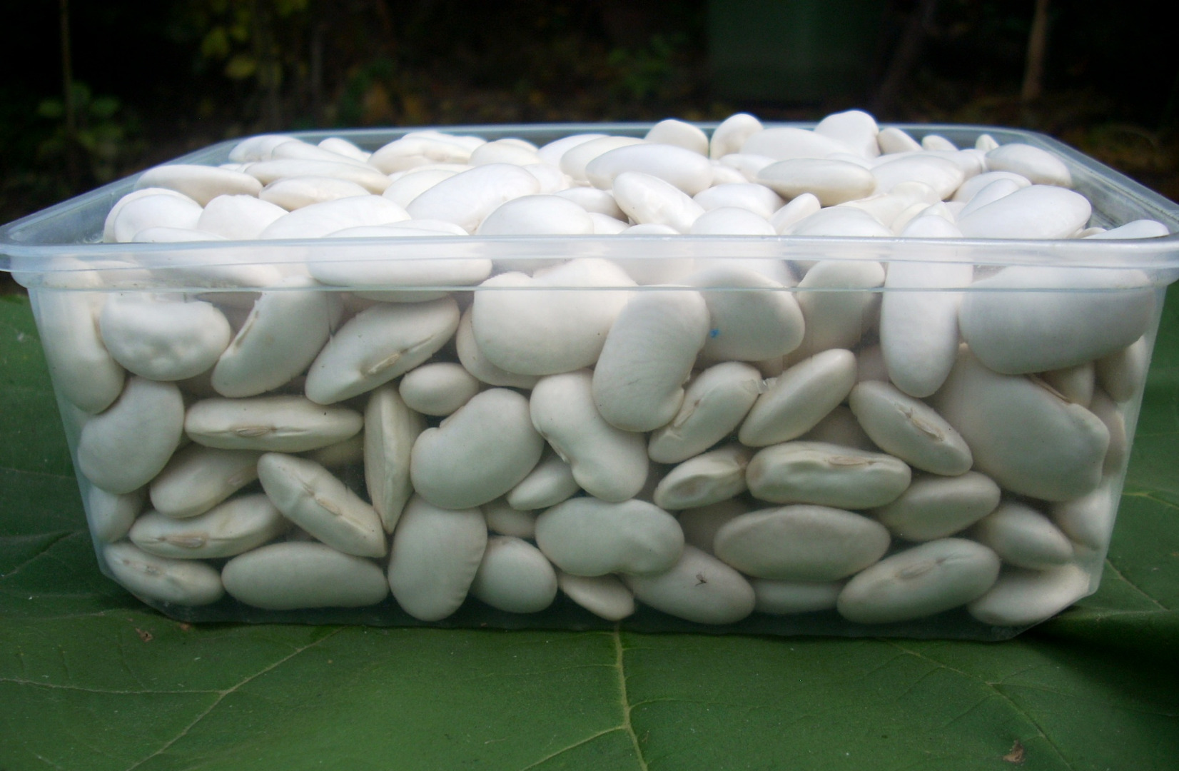 Judías blancas grandes, 70-80 piezas/kg, producción ecológica, embalaje: saco de 25 kg, transporte 1 tonelada, contacto por correo electrónico
