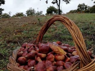 Castañas frescas y dulces recogidas a mano. Integrada en