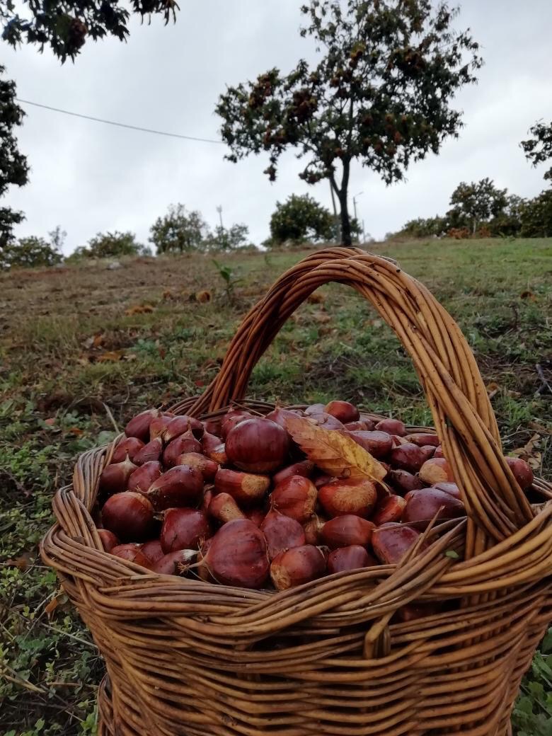 Castañas frescas y dulces recogidas a mano