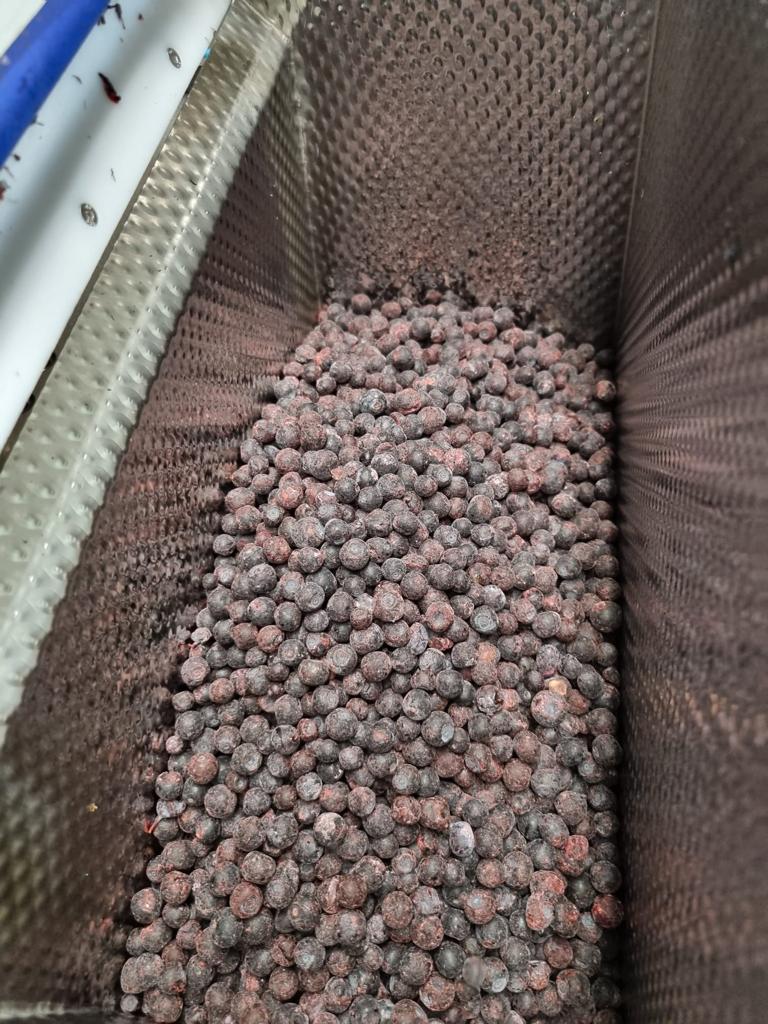 IQF Arándano Clase A embalaje 20 bolsas precio 3,2€ EXW