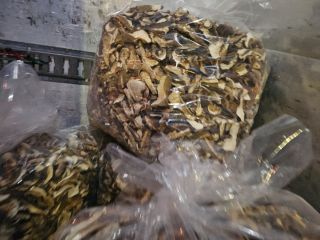 Vendo boletus secos y cabezas de boletus secos. Posibles