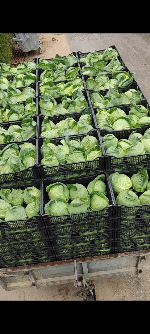 Vendo col tierna, con el mismo sabor y propiedades que la col tierna de primavera