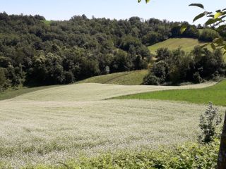 TRIGO ALFORFÓN DE MONTAÑA ECOLÓGICO CERTIFICADO