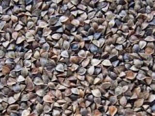 VENDERÉ 6 TONELADAS DE TRIGO ALFORFÓN EN BIG-BAGS A