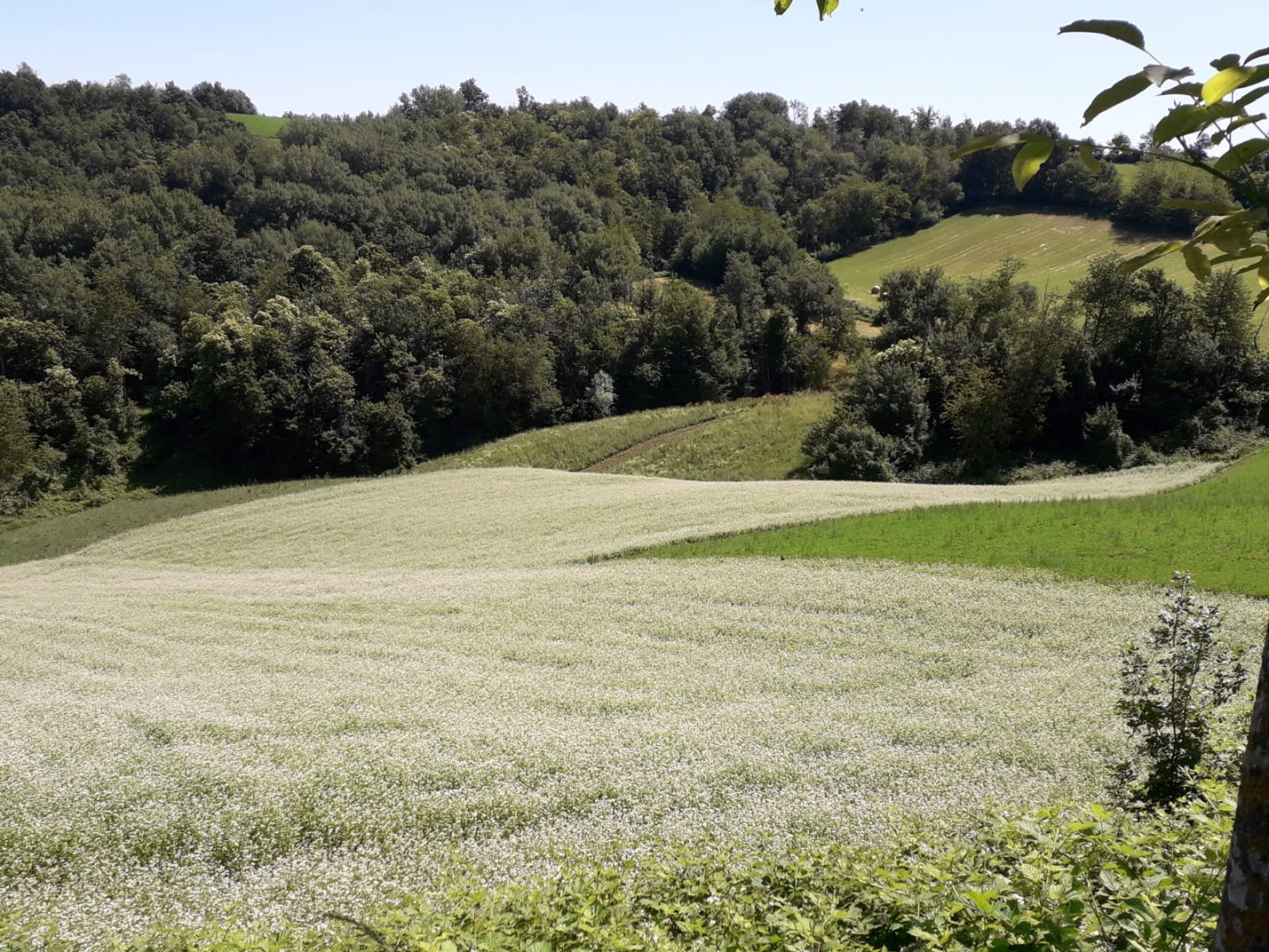 TRIGO ALFORFÓN DE MONTAÑA ECOLÓGICO CERTIFICADO