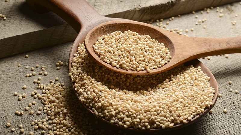 Tenemos sorgo a la venta a un precio competitivo