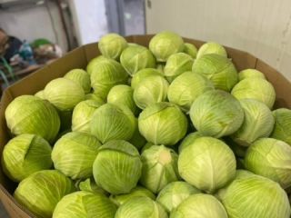Ofrecemos repollo. Exportamos 1-2,5 kg y 1-4 kg. Podemos