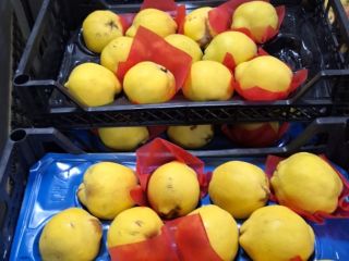 Vendemos frutas y verduras frescas importadas de Turquía de