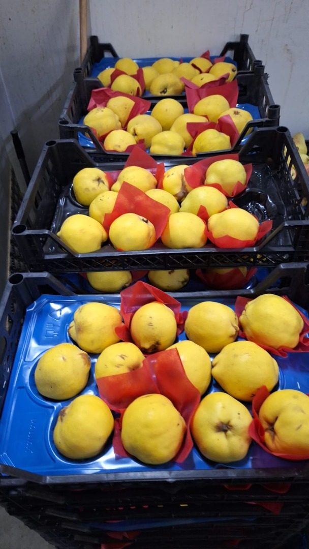 Vendemos frutas y verduras frescas importadas de Turquía de primera mano directamente de los productores
