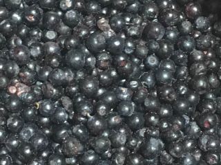 Venderé bayas polacas congeladas con certificado BIO-orgánico, limpias, clase