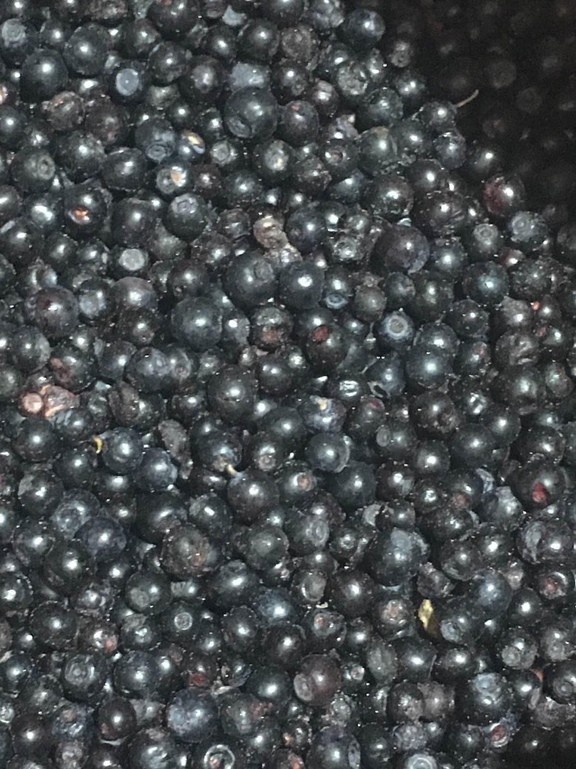 Venderé bayas polacas congeladas con certificado BIO-orgánico, limpias, clase B