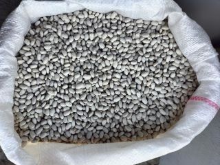 Venderé frijoles producidos en 2023. Tengo [número de teléfono]
