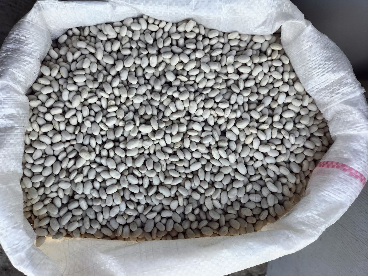 Venderé frijoles producidos en 2023