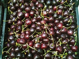 Cerezas con tallo. Variedas Lapins Jackson.