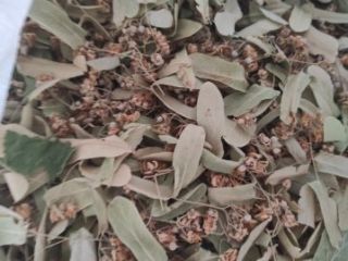 La flor de tilo es una cosecha de 2022-2023,