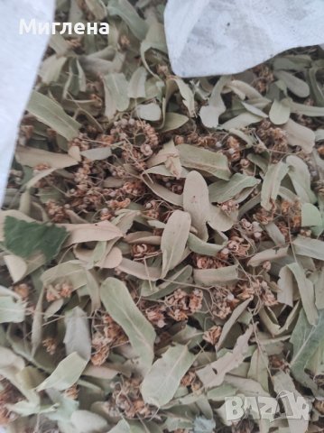 La flor de tilo es una cosecha de 2022-2023, se secó en una secadora de bastidor, la cantidad es de unos 2500 kg y también se puede emitir factura