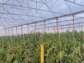 Tomate fresco / tomates Exportación desde España a Europa